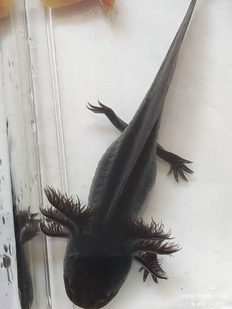 六角龍魚和六角恐龍
