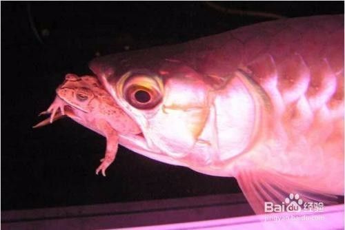 龍魚怎么區分公母魚：如何區分龍魚公母 龍魚怎么區分公母魚：如何區分龍魚公母 龍魚百科 第3張