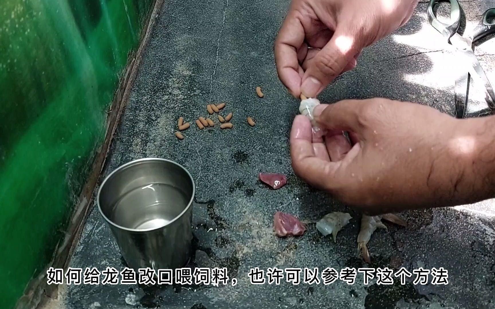 龍魚改口期間哪些食物合適