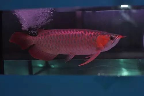 龍魚改口期間哪些食物合適