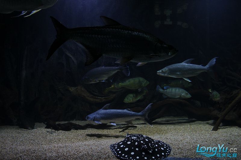 龍魚之巔官網下載