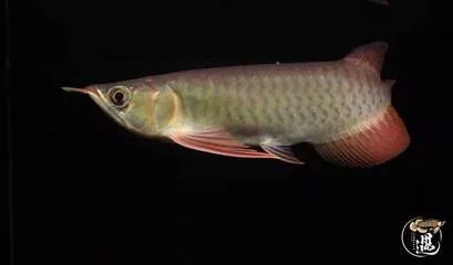 龍魚的胃袋水能沖散嗎：龍魚吐出的胃袋并不是真正的胃袋而是胃酸包膜這種情況