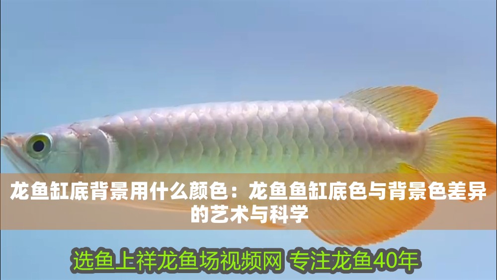 龍魚缸底背景用什么顏色：龍魚魚缸底色與背景色差異的藝術(shù)與科學(xué)