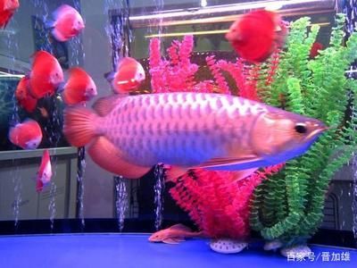 金龍魚配什么魚最上檔次：最適合與金龍魚一起養：銀板、地圖魚、鸚鵡、紅招財、皇冠三間和飛鳳