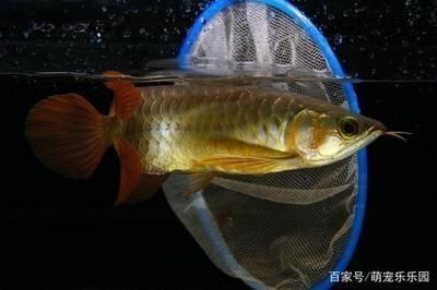 龍魚幾年可以繁殖：關于龍魚的繁殖周期的詳細介紹