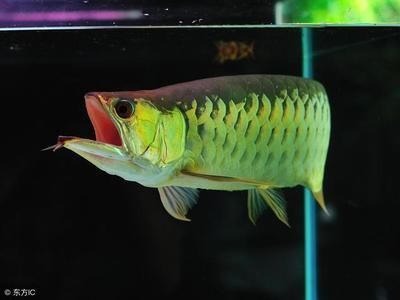 龍魚幾年可以繁殖：關于龍魚的繁殖周期的詳細介紹