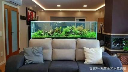 客廳魚缸如何擺放，客廳魚缸擺放影響財運嗎客廳魚缸擺放影響財運嗎