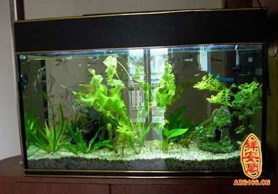 客廳魚缸如何擺放，客廳魚缸擺放影響財運嗎客廳魚缸擺放影響財運嗎