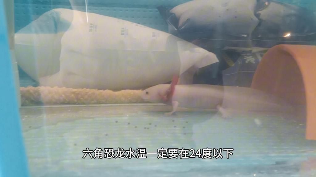 如何預防六角恐龍水霉病？