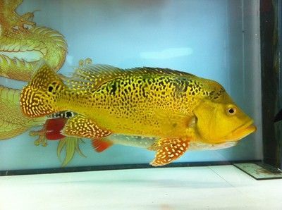 與龍魚混養(yǎng)的熱帶魚叫什么品種：