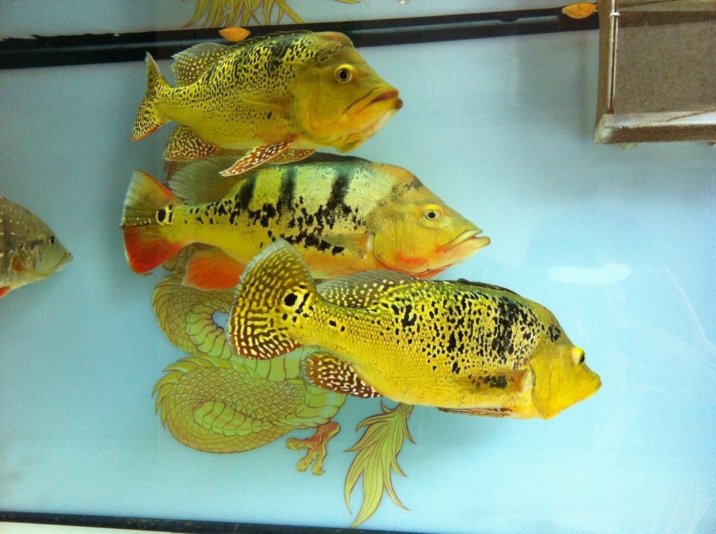 與龍魚混養(yǎng)的熱帶魚叫什么品種：