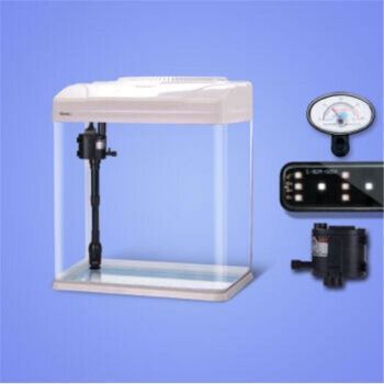 與龍魚混養(yǎng)的熱帶魚叫什么品種：