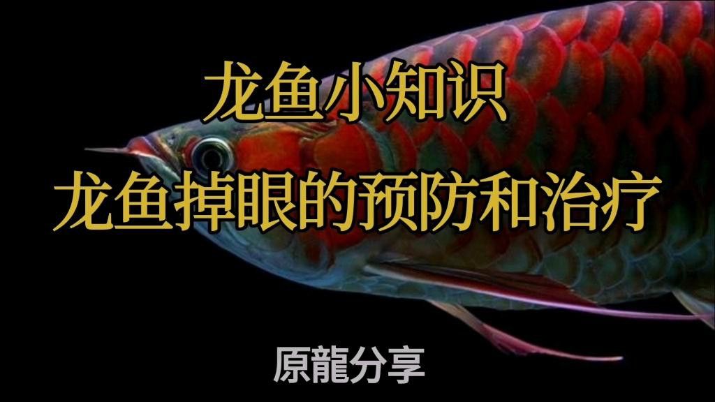 龍魚掉眼怎么辦？