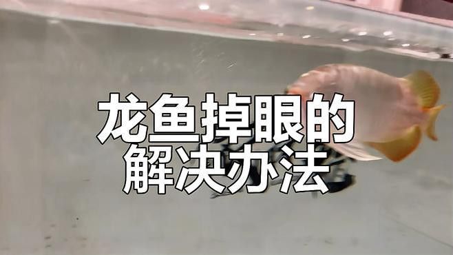 龍魚掉眼怎么辦？