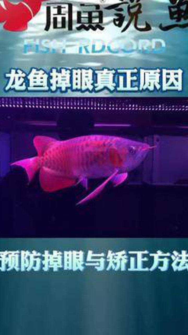 龍魚掉眼怎么辦？