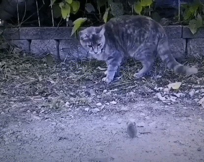 龍魚的虎斑是什么品種的貓：龍魚的虎斑并不是指貓的品種，而是指具有特定虎斑紋的品種