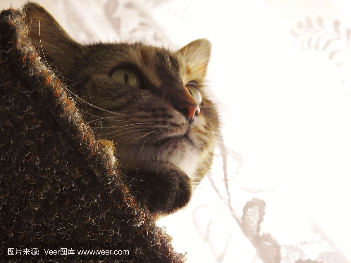 龍魚的虎斑是什么品種的貓：龍魚的虎斑并不是指貓的品種，而是指具有特定虎斑紋的品種