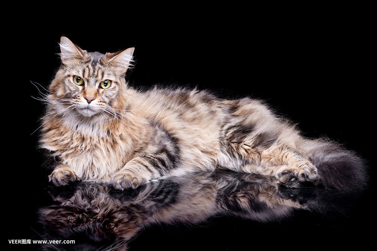 龍魚的虎斑是什么品種的貓：龍魚的虎斑并不是指貓的品種，而是指具有特定虎斑紋的品種