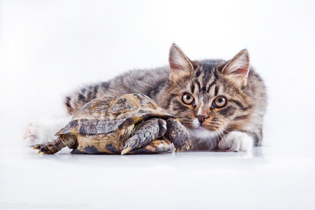 龍魚的虎斑是什么品種的貓：龍魚的虎斑并不是指貓的品種，而是指具有特定虎斑紋的品種