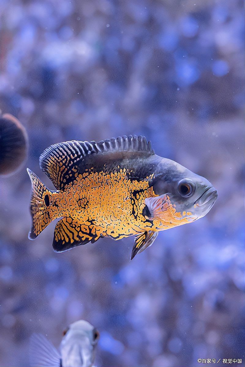 曼龍魚可以跟斑馬魚一塊兒養嗎