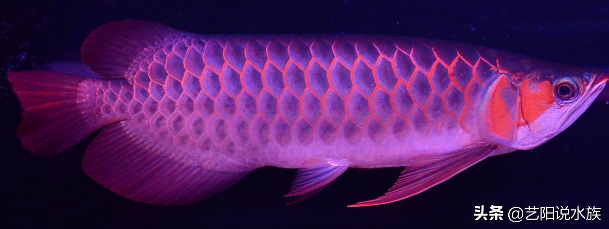 龍魚(yú)一般喂什么：龍魚(yú)喂食注意事項(xiàng)