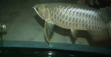 龍魚怎么配對繁殖（龍魚繁殖成功率提升技巧龍魚繁殖成功率提升技巧）