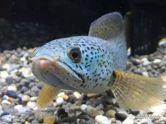 雷龍魚最大能長多大