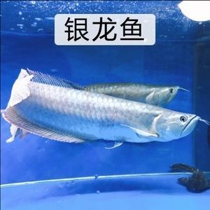 金龍魚 紅龍魚那個是招財魚（金龍魚和紅龍魚哪個更招財？）