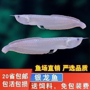金龍魚 紅龍魚那個是招財魚（金龍魚和紅龍魚哪個更招財？）