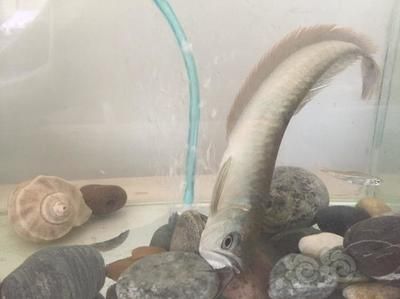 龍魚為什么爬缸底：龍魚爬缸底是一種常見的現象，可能由多種原因引起