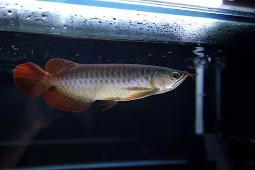 龍魚麻醉后多久喂食（龍魚在麻醉后的喂食時間取決于多種因素）