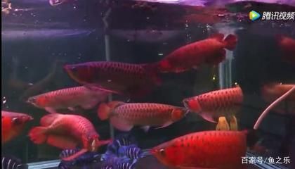 龍魚可以喂活食嗎為什么