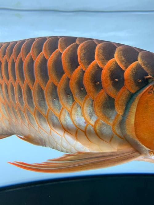 水龍魚圖片大全大圖高清壁紙
