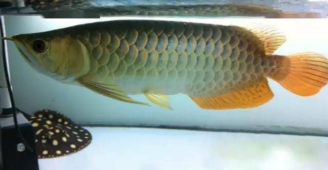 龍魚常見的病治療方法是什么呢：龍魚疾病治療方法