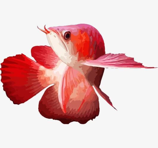 有沒有更多簡潔風格的紅龍魚頭像？