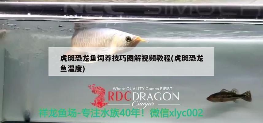 虎斑恐龍魚繁殖能力強(qiáng)嗎：虎斑恐龍魚的繁殖技術(shù)