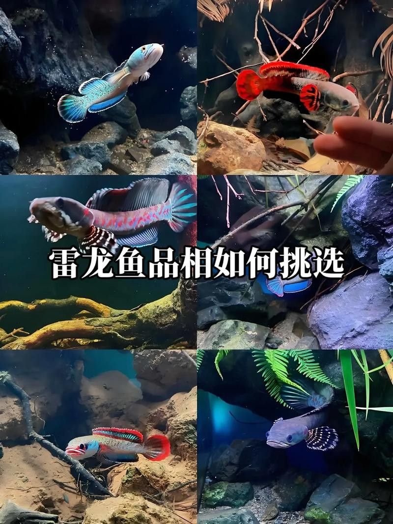 金龍魚和雷龍魚有什么關(guān)系嗎