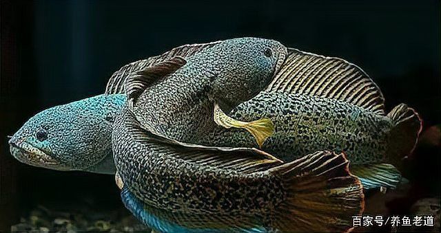 金龍魚和雷龍魚有什么關(guān)系嗎