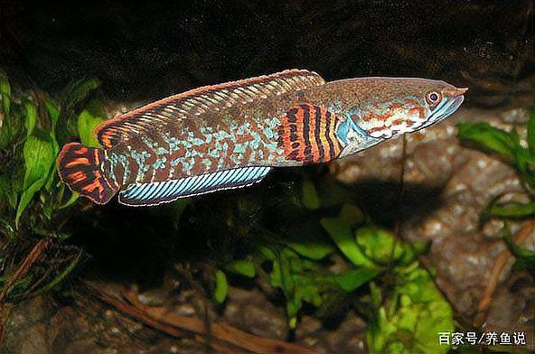 金龍魚和雷龍魚有什么關(guān)系嗎