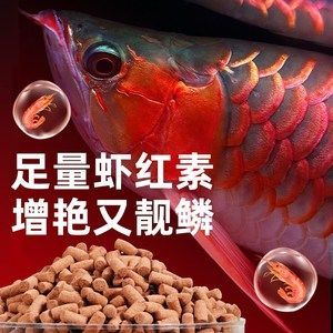 紅龍魚只吃飼料怎么辦（養(yǎng)紅龍魚注意事項(xiàng)）