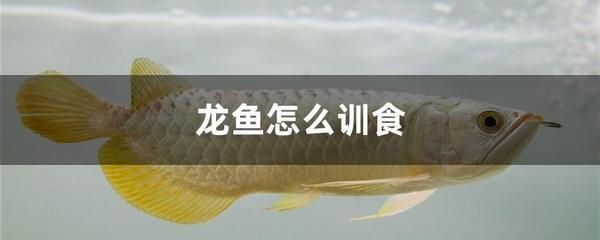 龍魚訓食教學反思簡短版可以從以下幾個方面進行：：龍魚訓食教學反思