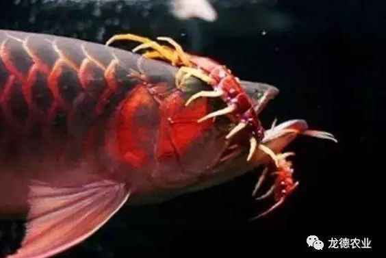 龍魚喂小甲魚的處理方法：在喂養龍魚小甲魚時，有一些處理方法可以幫助確保小甲魚的健康