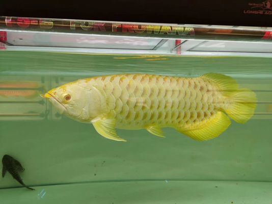 龍魚喂小甲魚的處理方法：在喂養龍魚小甲魚時，有一些處理方法可以幫助確保小甲魚的健康