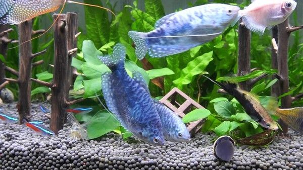 龍魚是否吃曼龍魚（曼龍魚是龍魚的天敵嗎？）