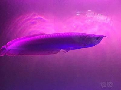 熱帶魚小龍魚：關(guān)于熱帶魚小龍魚的信息，并進(jìn)行了整理和歸納和歸納