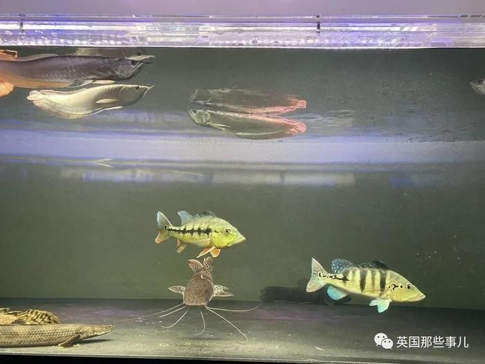長1.2米寬40的魚缸養(yǎng)金龍魚能長多大呢（金龍魚的體長可以達(dá)到50-70厘米的理想體長）