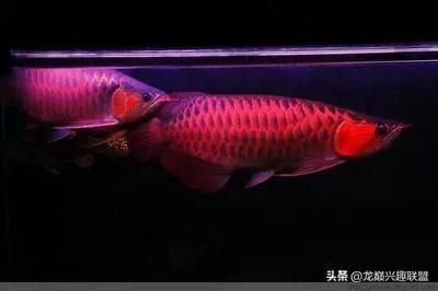 黑魚可以跟龍魚混養嗎為什么，黑魚和龍魚可以混養嗎