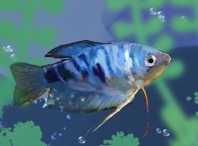 小魚缸加熱棒曼龍魚可以用嗎（小魚缸加熱棒是否適用于曼龍魚）