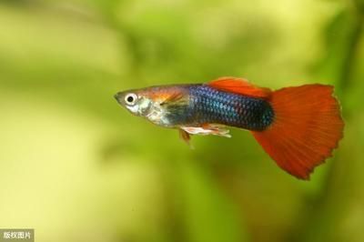 小魚缸加熱棒曼龍魚可以用嗎（小魚缸加熱棒是否適用于曼龍魚）