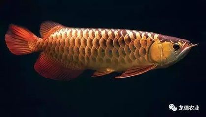怎么讓龍魚(yú)兇猛起來(lái)（如何讓龍魚(yú)變得兇猛）